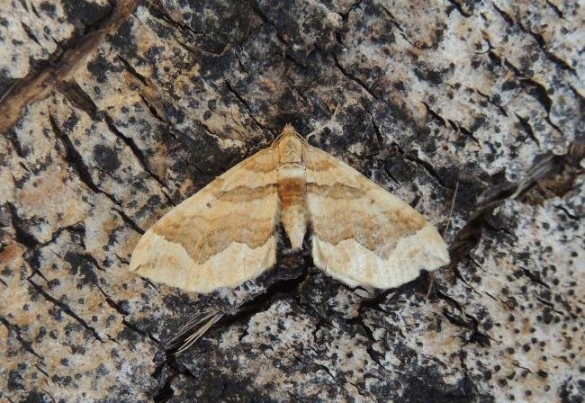 Dark Spinach (Pelurga comitata), adult. Saltholme, 13-08-2020. Copyright Ed Pritchard.