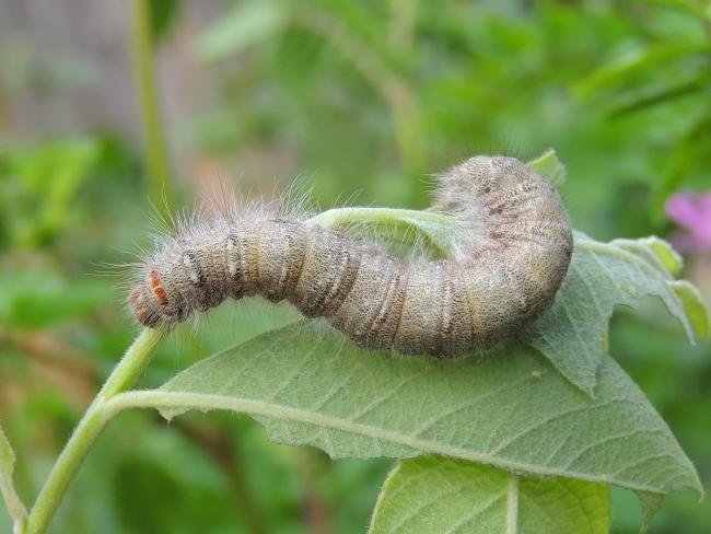 December Moth (Poecilocampa populi), larval. 09-05-2024. Copyright Ed Pritchard.