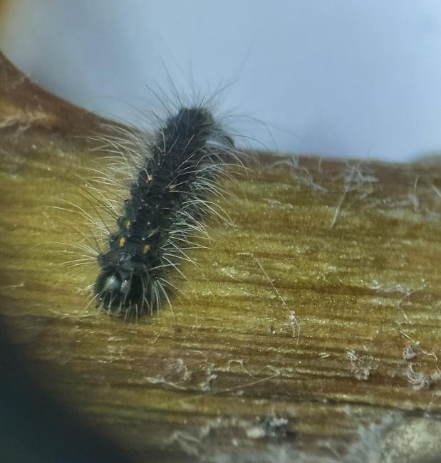 December Moth (Poecilocampa populi), larval. 03-04-2024. Copyright Ed Pritchard.