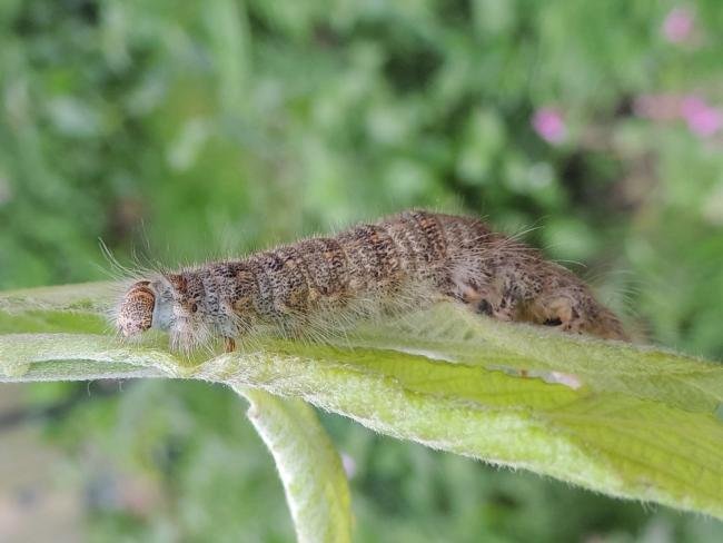 December Moth (Poecilocampa populi), larval. 09-05-2024. Copyright Ed Pritchard.