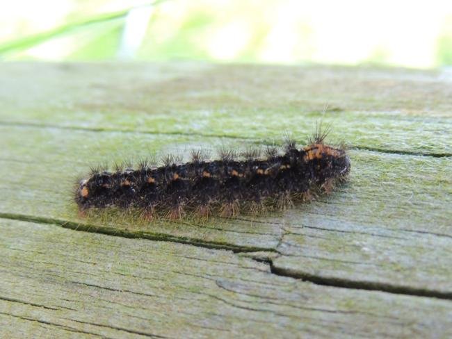 Dingy Footman (Eilema griseola), larval. 23-05-2023. Copyright Ed Pritchard.