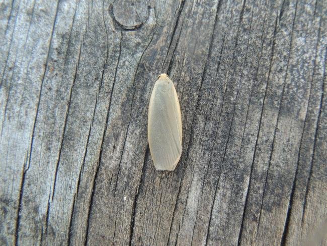 Dingy Footman (Eilema griseola), adult. Saltholme, 14-07-2020. Copyright Ed Pritchard.