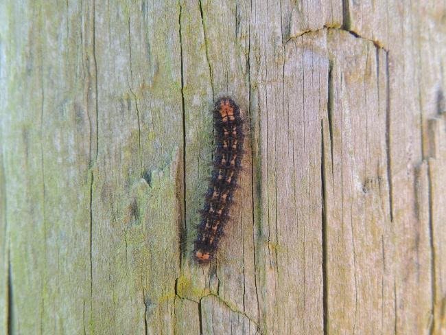 Dingy Footman (Eilema griseola), larval. Saltholme, 23-05-2023. Copyright Ed Pritchard.