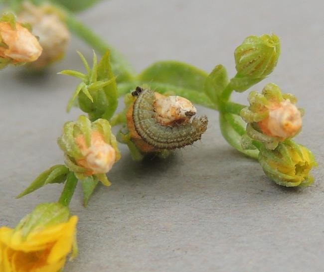 Dowdy Plume (Stenoptilia zophodactylus), larval. Saltholme, 09-10-2023. Copyright Ed Pritchard.