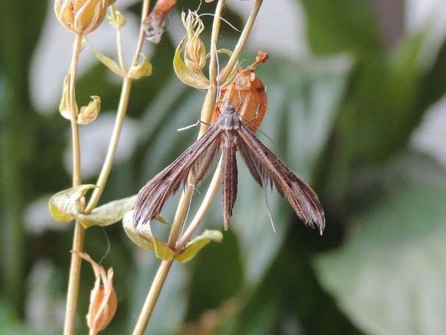 Dowdy Plume (Stenoptilia zophodactylus), adult. Saltholme, 03-11-2023. Copyright Ed Pritchard.