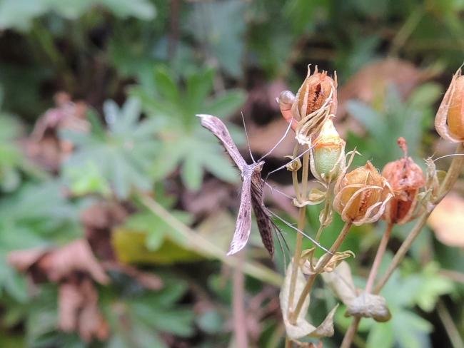 Dowdy Plume (Stenoptilia zophodactylus), adult. Saltholme, 03-11-2023. Copyright Ed Pritchard.