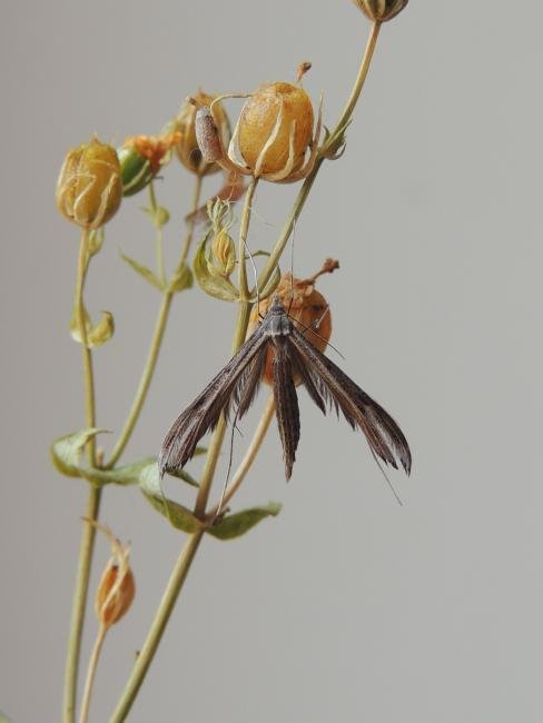 Dowdy Plume (Stenoptilia zophodactylus), adult. Saltholme, 03-11-2023. Copyright Ed Pritchard.