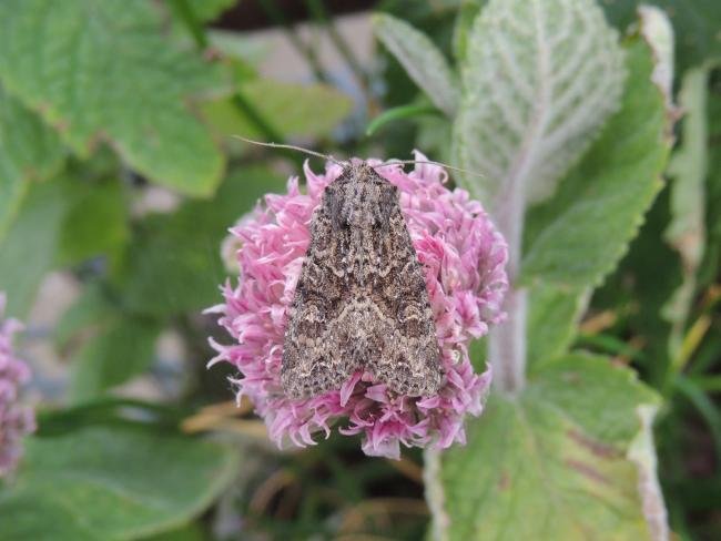 Dusky Brocade (Apamea remissa), adult. Saltholme, 22-06-2022. Copyright Ed Pritchard.