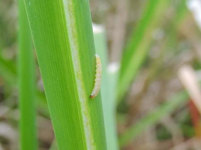 Elachista poae, larval. Belasis Beck, 20-05-2024. Copyright Ed Pritchard.