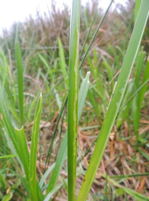 Elachista poae, mine. Belasis Beck, 15-05-2024. Copyright Ed Pritchard.