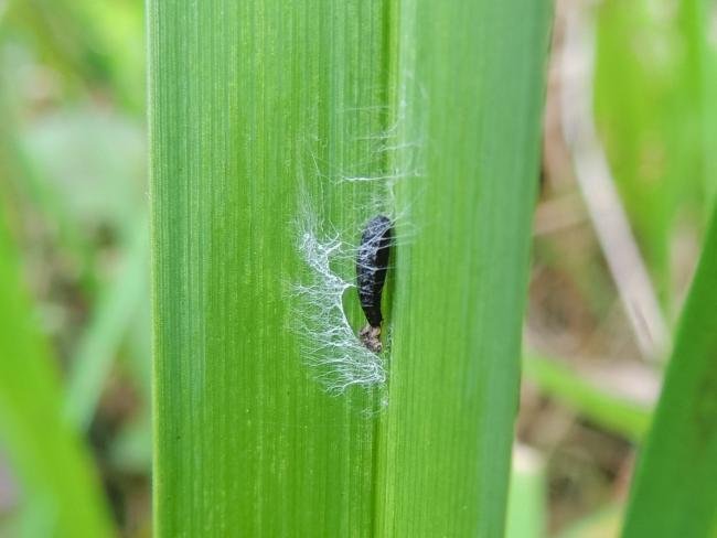 Elachista poae, pupal. Belasis Beck, 28-05-2024. Copyright Ed Pritchard.