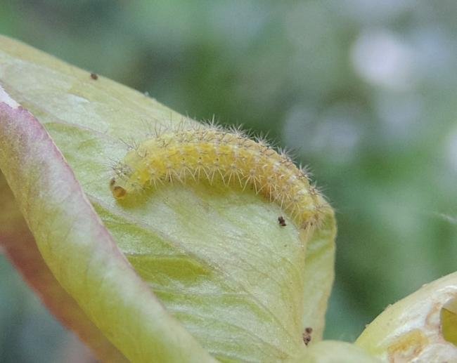 Common Plume (Emmelina monodactyla), larval. Stockton, 29-08-2024. Copyright Ed Pritchard.