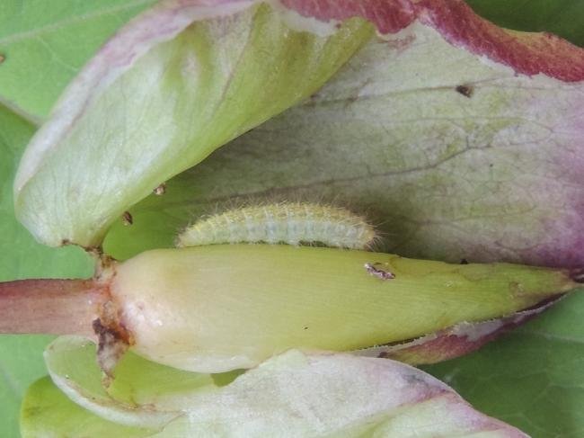 Common Plume (Emmelina monodactyla), larval. Portrack, 26-08-2024. Copyright Ed Pritchard.