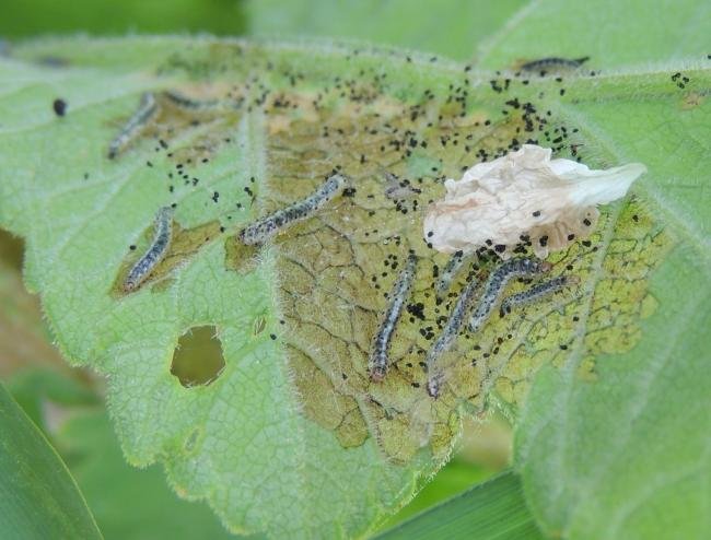 Epermenia chaerophyllella, larval. Saltholme, 18-06-2022. Copyright Ed Pritchard.