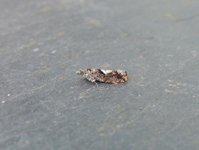 Epinotia immundana, adult. Stockton, 08-08-2020. Copyright Ed Pritchard.