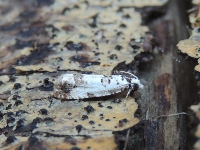 Eucosma campoliliana, adult. Saltholme, 14-06-2020. Copyright Ed Pritchard.