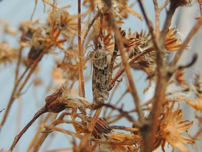 Eudonia angustea, adult. Saltholme, 03-09-2023. Copyright Ed Pritchard.