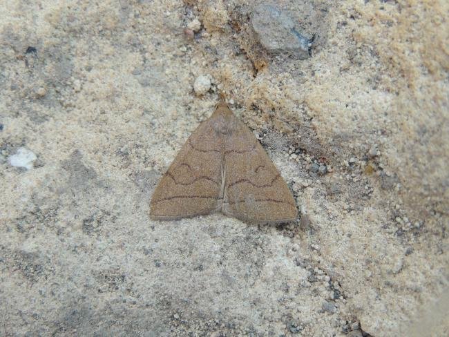 Fan-foot (Herminia tarsipennalis), adult. Stockton, 22-06-2020. Copyright Ed Pritchard.