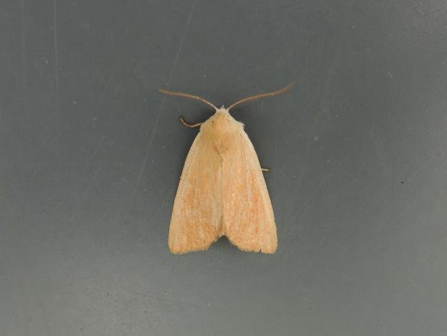 Fen Wainscot (Arenostola phragmitidis), adult. Saltholme, 13-08-2020. Copyright Ed Pritchard.