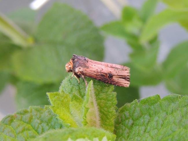 Flame (Axylia putris), adult. Saltholme, 22-06-2023. Copyright Ed Pritchard.