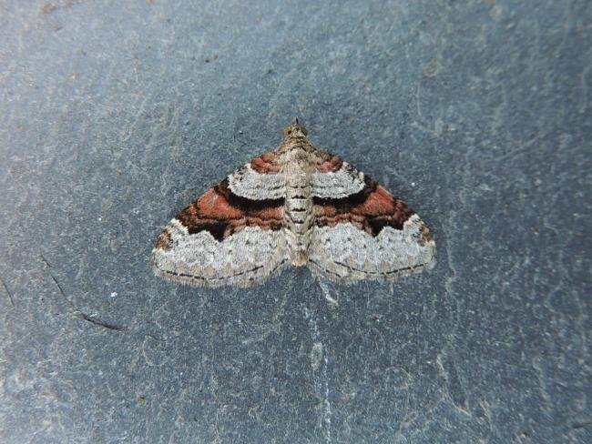 Flame Carpet (Xanthorhoe designata), adult. Stockton, 28-07-2020. Copyright Ed Pritchard.