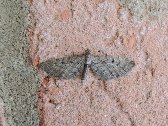 Freyer's Pug (Eupithecia intricata), adult. Stockton, 12-06-2021. Copyright Ed Pritchard.