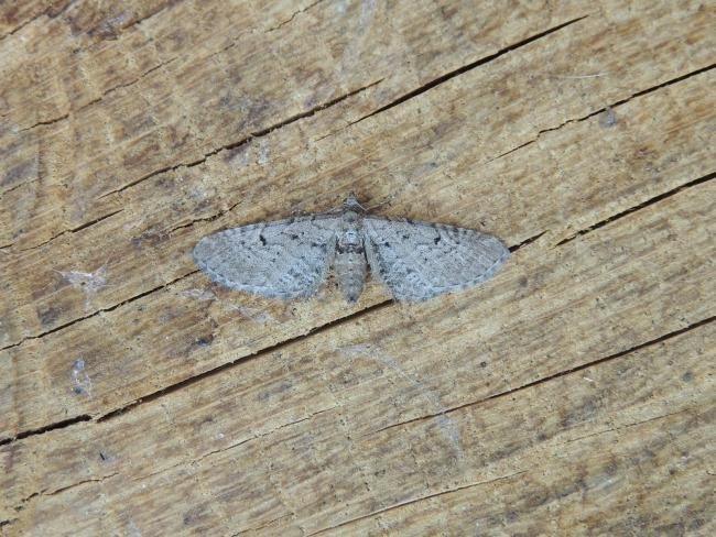 Freyer's Pug (Eupithecia intricata), adult. Stockton, 13-06-2023. Copyright Ed Pritchard.