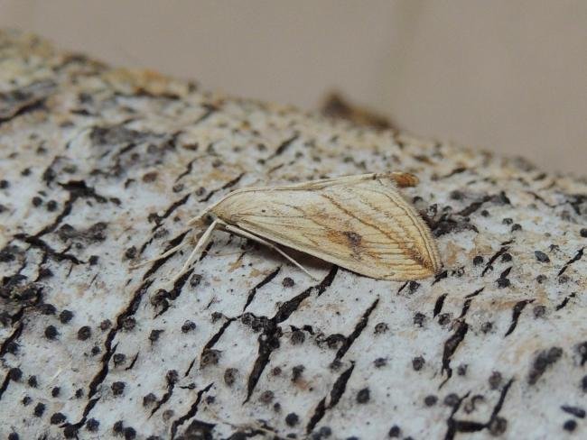 Garden Pebble (Evergestis forficalis), adult. Saltholme, 30-07-2020. Copyright Ed Pritchard.