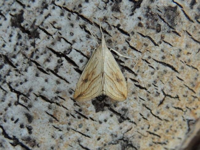 Garden Pebble (Evergestis forficalis), adult. Saltholme. Copyright Ed Pritchard.