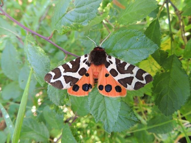 Garden Tiger (Arctia caja), adult. Saltholme, 20-07-2023. Copyright Ed Pritchard.