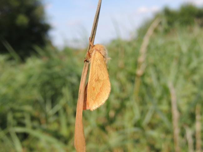 Ghost Moth (Hepialus humuli), adult, female. Saltholme, 16-07-2022. Copyright Ed Pritchard.