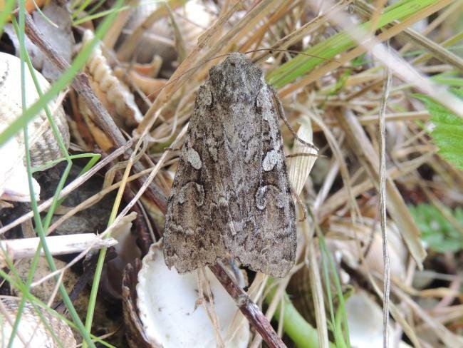 Great Brocade (Eurois occulta), adult. Saltholme, 19-08-2023. Copyright Ed Pritchard.