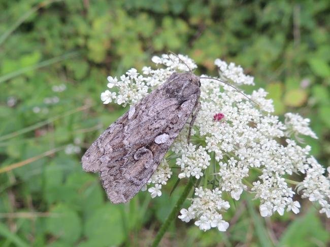 Great Brocade (Eurois occulta), adult. Saltholme, 19-08-2023. Copyright Ed Pritchard.