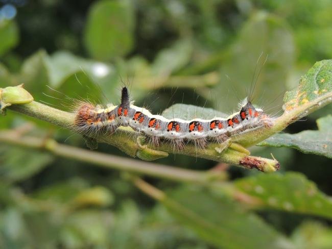 Grey Dagger (Acronicta psi), larval. Saltholme, 20-07-2023. Copyright Ed Pritchard.