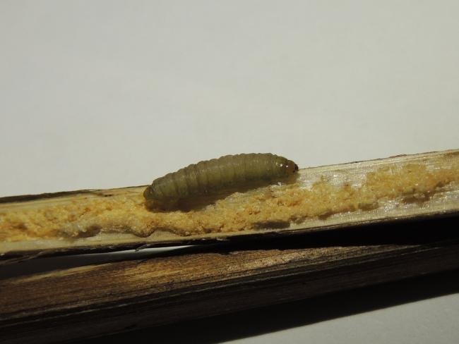 Gynnidomorpha alismana, larval. Saltholme, 04-11-2022. Copyright Ed Pritchard.