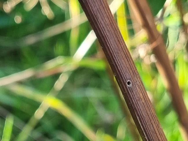 Gynnidomorpha alismana, feeding signs. Saltholme, 17-10-2024. Copyright Ed Pritchard.
