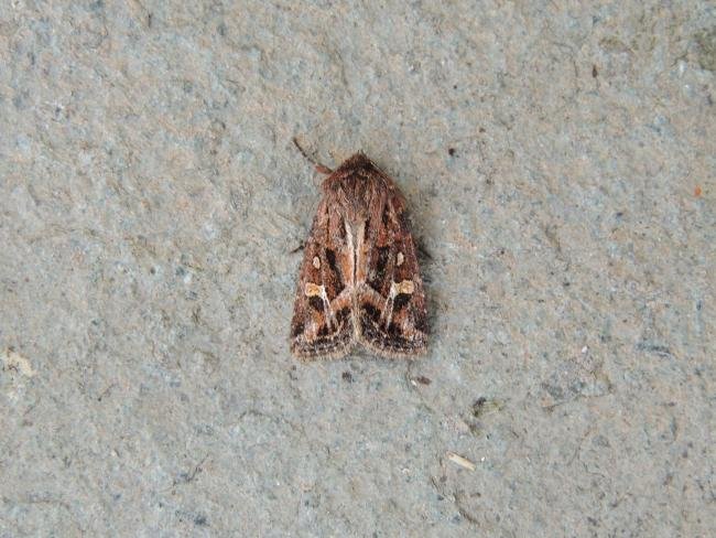 Haworth's Minor (Celaena haworthii), adult. Saltholme, 12-08-2021. Copyright Ed Pritchard.