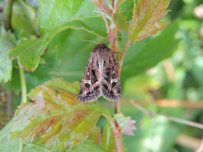 Haworth's Minor (Celaena haworthii), adult. Saltholme, 12-08-2021. Copyright Ed Pritchard.