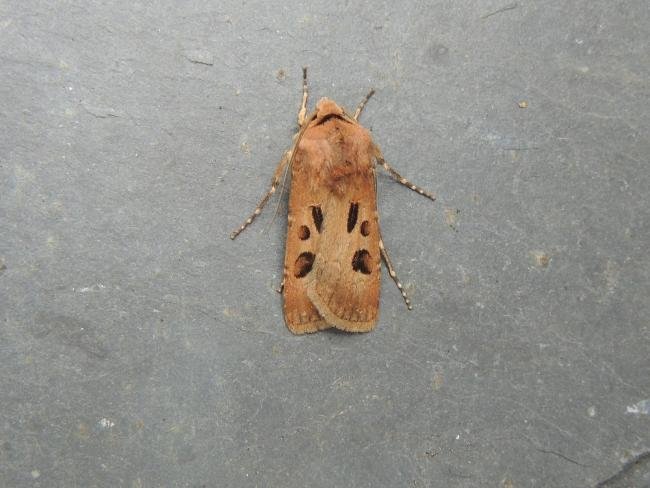 Heart and Dart (Agrotis exclamationis), adult. Stockton, 04-06-2022. Copyright Ed Pritchard.