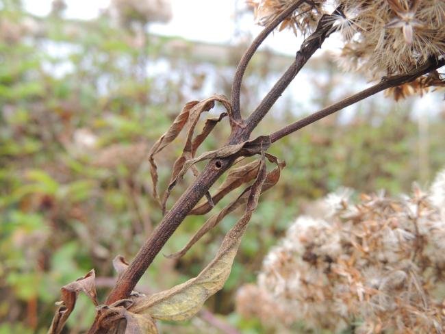 Hemp Agrimony Plume (Adaina microdactyla), larval feeding signs. Saltholme, 04-10-2023. Copyright Ed Pritchard.