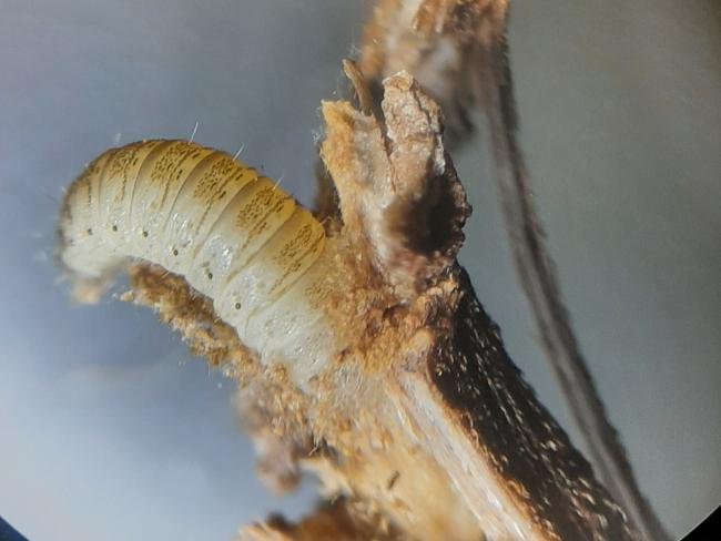 Hemp Agrimony Plume (Adaina microdactyla), larval. Saltholme, 04-11-2023. Copyright Ed Pritchard.