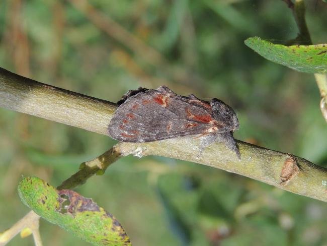 Iron Prominent (Notodonta dromedarius), adult. Saltholme. Copyright Ed Pritchard.