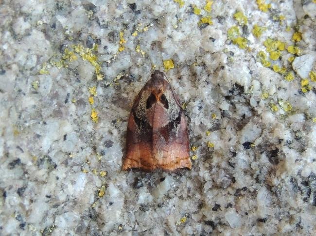 Large Fruit-tree Tortrix (Archips podana), adult. Saltholme, 25-06-2020. Copyright Ed Pritchard.