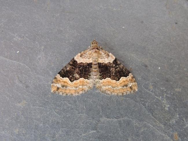 Large Twin-spot Carpet (Xanthorhoe quadrifasiata), adult. Stockton, 09-07-2022. Copyright Ed Pritchard.