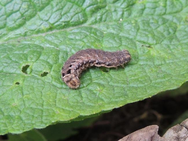 Lesser Yellow Underwing (Noctua comes), larval. Stockton, 27-04-2023. Copyright Ed Pritchard.