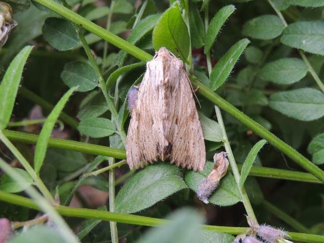 Light Arches (Apamea lithoxylaea), adult. Stockton, 30-06-2022. Copyright Ed Pritchard.