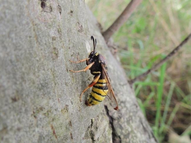 Lunar Hornet Moth (Sesia bembeciformis), adult. Saltholme, 13-07-2023. Copyright Ed Pritchard.