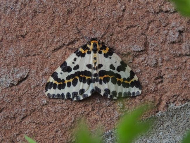 Magpie Moth (Abraxas grossulariata), adult. Stockton, 26-06-2022. Copyright Ed Pritchard.