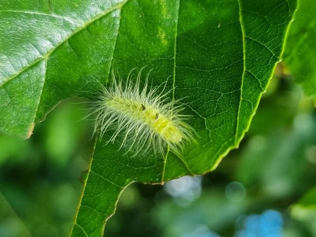 Miller (Acronicta leporina), larval. Saltholme, 17-07-2024. Copyright Ed Pritchard.