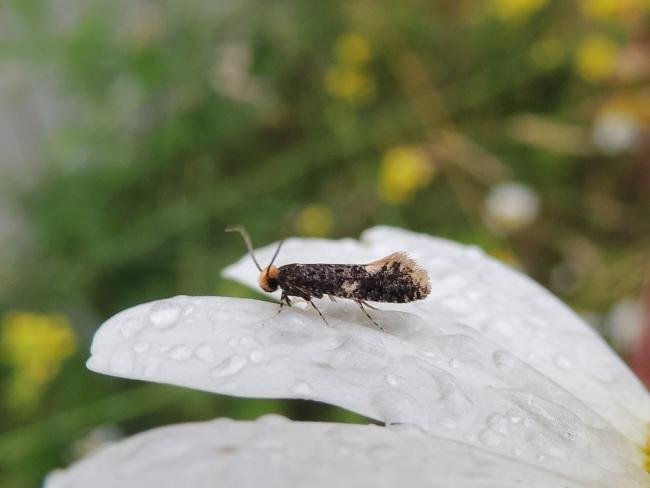 Monopis weaverella, adult. Saltholme, 18-08-2023. Copyright Ed Pritchard.